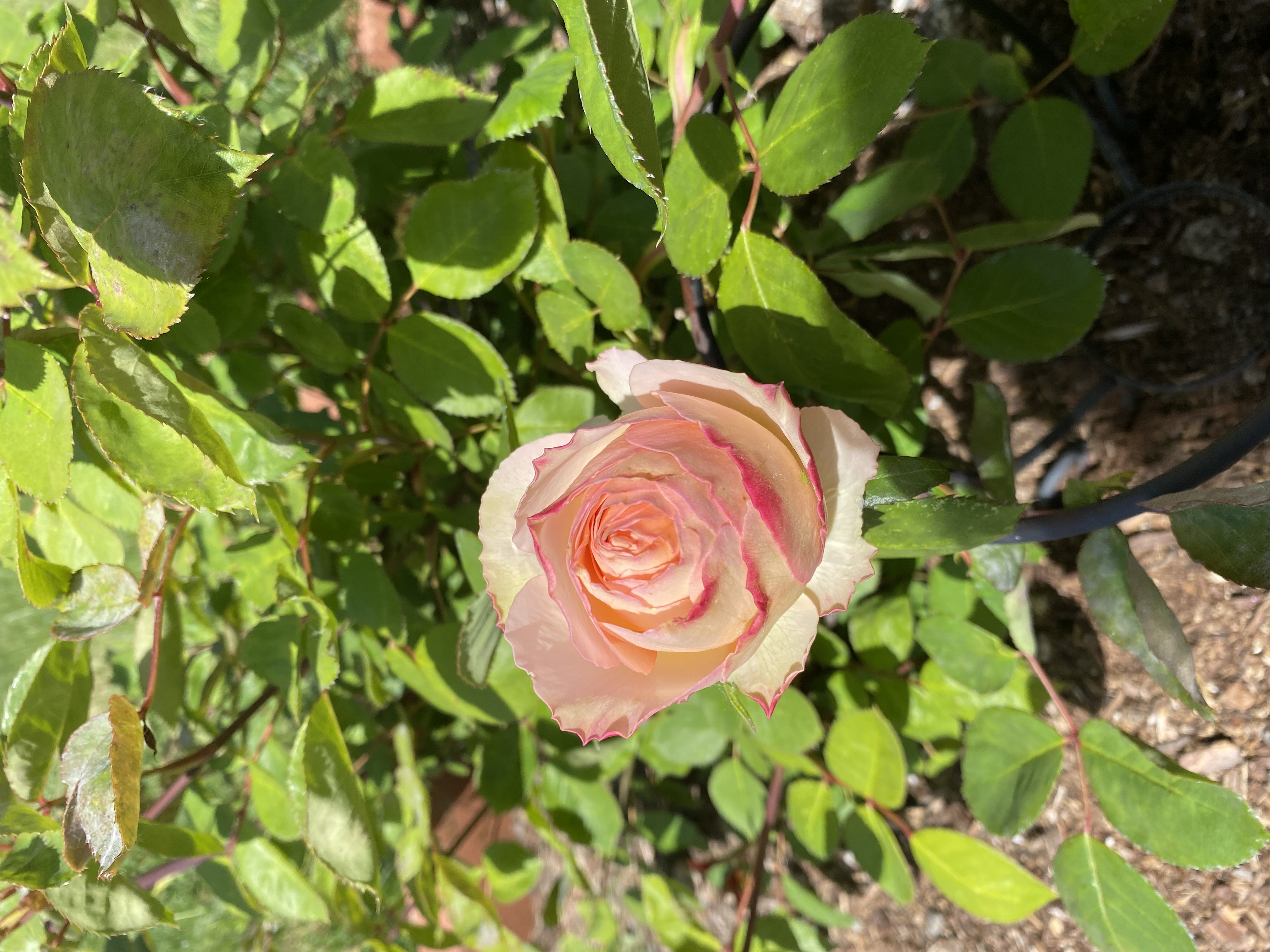 IMG_7127.jpeg